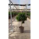 Viveros 6 : 3375 CALAMONDIN POT DE 23
