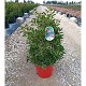 Viveros 6 : 2375 CALLISTEMON POT DE 10 LITRES