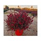 Viveros 6 : 6653 LEPTOSPERMUM POT DE 10 LITRES 
