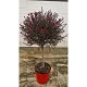 Viveros 6 : 6665 LEPTOSPERMUM TIGE POT DE 10 LITRES