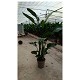 Viveros 6 : 1751 STRELITZIA NICOLAY 3 PLANTES POT DE 23