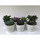 Viveros 6 : 5948 CACTUS OU SUCCULENTS MIX CERAMIQUE COULEUR 