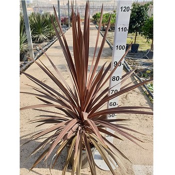 CRS CORDYLINE RED STAR POT DE 15 LITRES