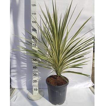 CTD CORDYLINE TORBAY DAZLER POT DE 15 LITRES