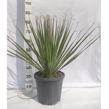 DS DASYLIRION SERRATIFOLIUM POT DE 15 LITRES 