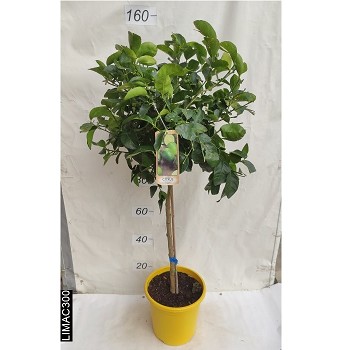AGR CITRONNIER VERT POT DE 15 LITRES 