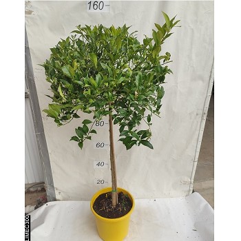 AGR LIMEQUAT POT DE 15 LITRES 