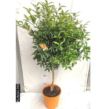 AGR KUMQUAT POT DE 15 LITRES 