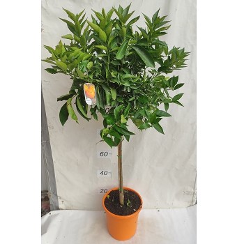 AGR MANDARINIER POT DE 15 LITRES 