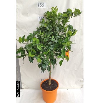 AGR ORANGER POT DE 15 LITRES 