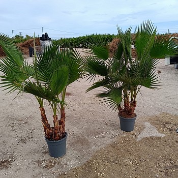WR10MULTI WASHINGTONIA ROBUSTA MULTITRONCS 10LTS