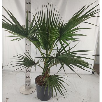 W10 WASHINGTONIA ROBUSTA POT DE 10 LITRES