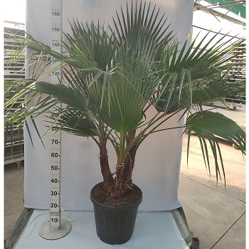 W30MULTI WASHINGTONIA ROBUSTA MULTITRONCS 30LTS