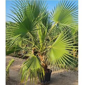 WR30 WASHINGTONIA ROBUSTA POT DE 30 LITRES