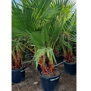 WR55MULTI WASHINGTONIA ROBUSTA MULTITRONCS 55LTS
