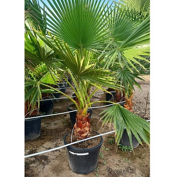 WR55 WASHINGTONIA ROBUSTA POT DE 55 LITRES