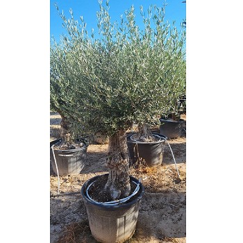 OMP OLIVIER MINI PATA 60/80 POT DE 130 LITRES 