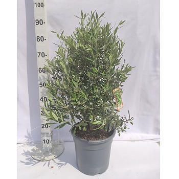 OAR OLIVIER ARBUSTE POT DE 10 LITRES 
