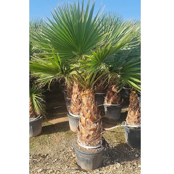 WR70-90 WASHINGTONIA ROBUSTA EXTRA POT DE 70 LTS