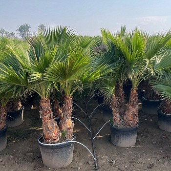 WR130-160 WASHINGTONIA ROBUSTA MULTI 130/160LTS
