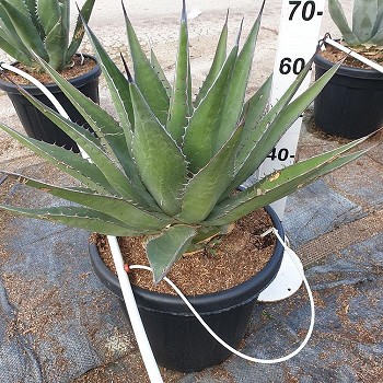 AG30 AGAVE MIX POT DE 30 LITRES