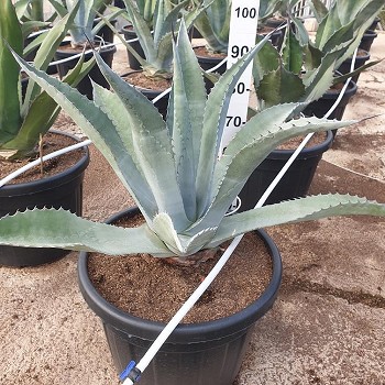 AG70 AGAVE MIX POT DE 70 LITRES