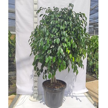 FDT30 FICUS DANIELLE TIGE HAUTEUR 140/160