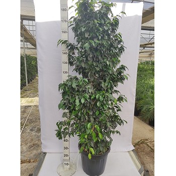 FD30 FICUS DANIELLE HAUTEUR 200/220