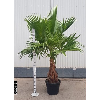 WR55EXTRA WASHINGTONIA ROBUSTA EXTRA 55 LITRES