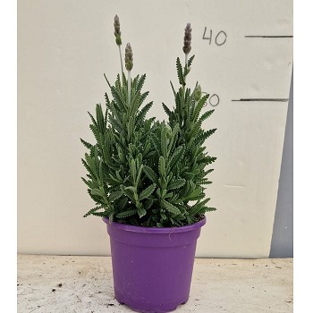 LD15 LAVANDE DENTATA POT DE 15CM