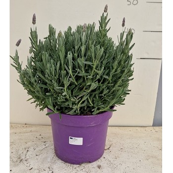 LD22 LAVANDE DENTATA POT DE 22CM