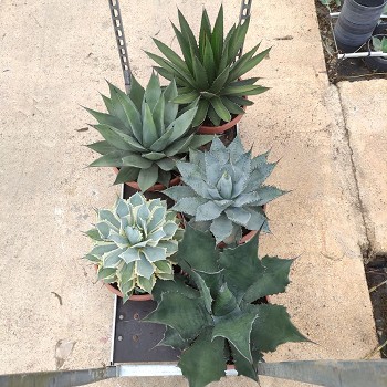 AGT40 AGAVE COUPE DE 40CM