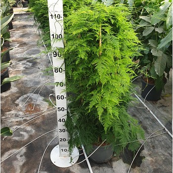 ASPASE25 ASPARAGUS SETACEUS POT DE 10 LITRES