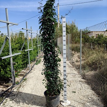 BIGJAM35 BIGNONE JASMIN POT DE 35 LITRES