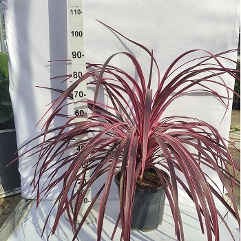 CSS20 CORDYLINE SOUTHERN SPLENDOUR POT 3,5 LITRES