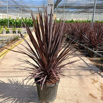 CORDBC30 CORDYLINE BLACK NIGHT POT DE 15 LITRES