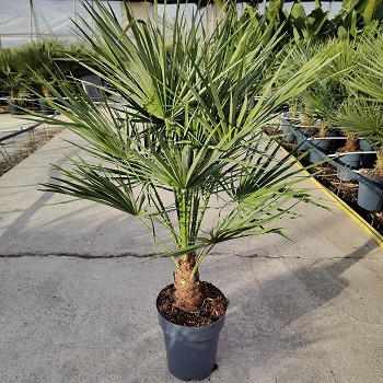 CH22 CHAMAEROPS HUMILIS POT DE 7 LITRES