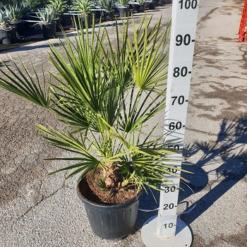 CH30 CHAMAEROPS HUMILIS POT DE 15 LITRES 