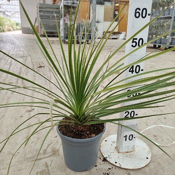 DS20 DASYLIRION SERRATIFOLIUM POT DE 3,5 LITRES