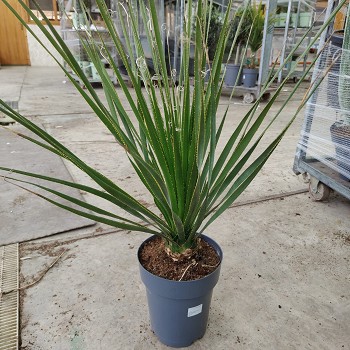 DS22 DASYLIRION SERRATIFOLIUM POT DE 7 LITRES