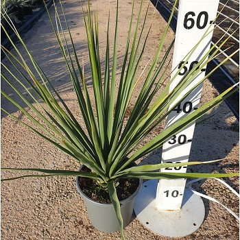 NN20 NOLINA NELSONII POT DE 3,5 LITRES