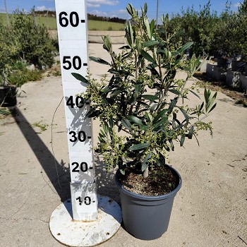 OLIM20DR OLIVIER BUISSON POT DE 3,5 LITRES