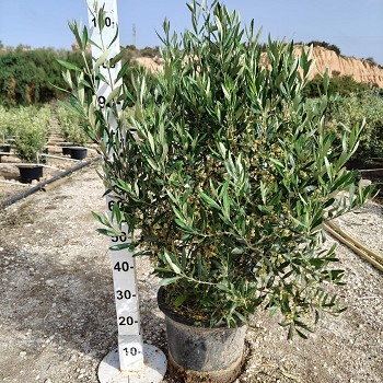 OLIVC350 OLIVIER BUISSON POT DE 15 LITRES 