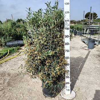 OLIM40DR OLIVIER BUISSON POT DE 30 LITRES 