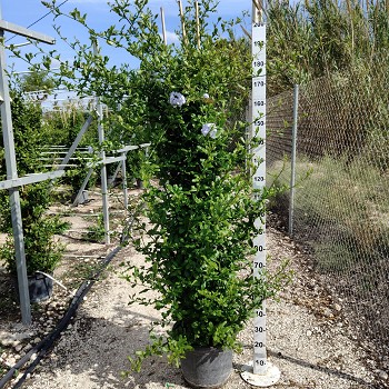 PLUMC352 PLUMBAGO POT DE 25 LITRES 