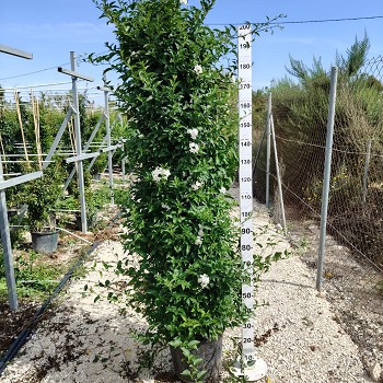 SOLJAM35 SOLANUM JASMINOIDES POT DE 35 LITRES