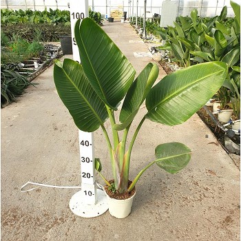 SN20 STRELITZIA NICOLAI POT DE 3,5 LITRES