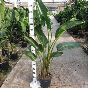SN25 STRELITZIA NICOLAI POT DE 10 LITRES