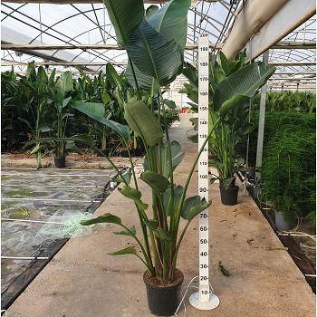 SN30 STRELITZIA NICOLAI POT DE 15 LITRES 