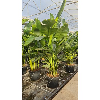 SN65 STRELITZIA NICOLAI POT DE 70 LITRES 